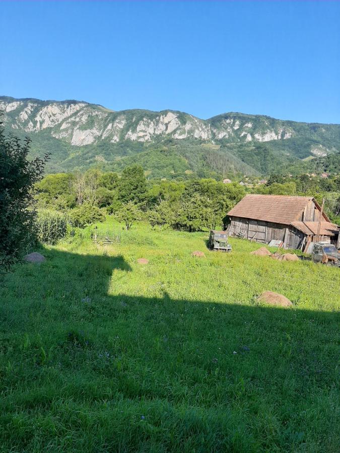 Pensiunea Codru Salciua de Jos Exterior photo